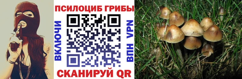 Галлюциногенные грибы Psilocybine cubensis  Александровское 